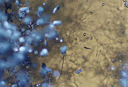 Nấm Aspergillus