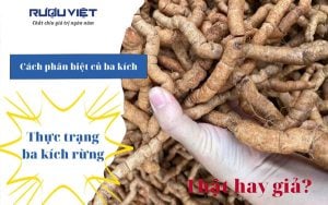 phan biet cu ba kich