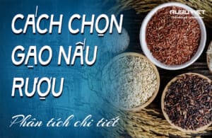 phân tích cách chọn gạo nấu rượu