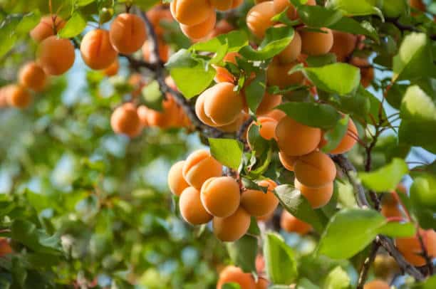 quả mơ umeshu Nhật Bản