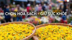 Chọn hoa cúc chi sạch