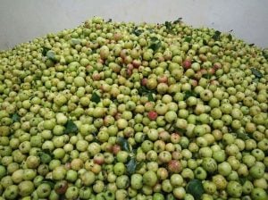 quả táo mèo sần sùi