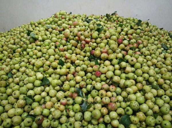 quả táo mèo sần sùi