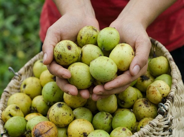 Bàn tay chuyên gia đang lựa chọn những quả táo mèo má hồng tự nhiên.