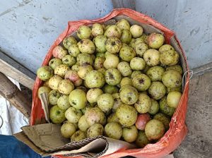 Những quả táo mèo nhỏ còi cọc nhưng lại chứa nhiều nhựa chát ngâm rượu rất đằm.