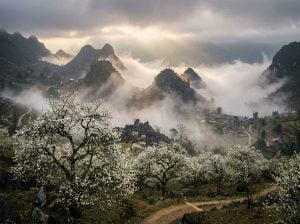 Rừng hoa quả táo mèo nở trắng xóa giữa sương mù Tây Bắc.