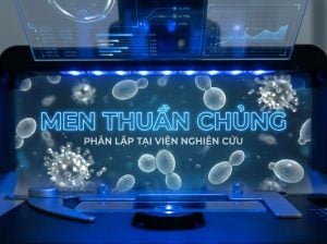 Chủng men thuần chủng trong sản xuất rượu thực phẩm.